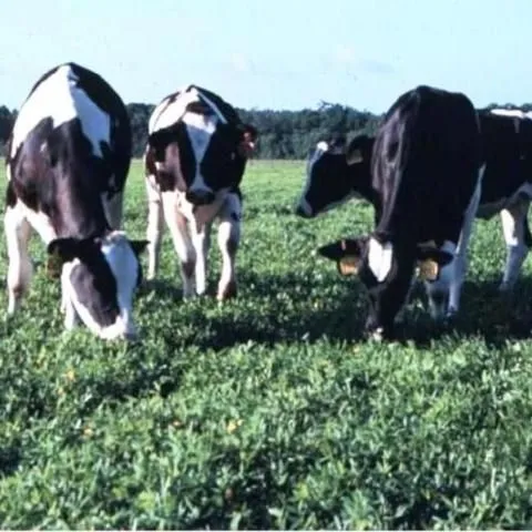 thumbnail for publication: General Guidelines for Managing Pastures for Dairy Cows